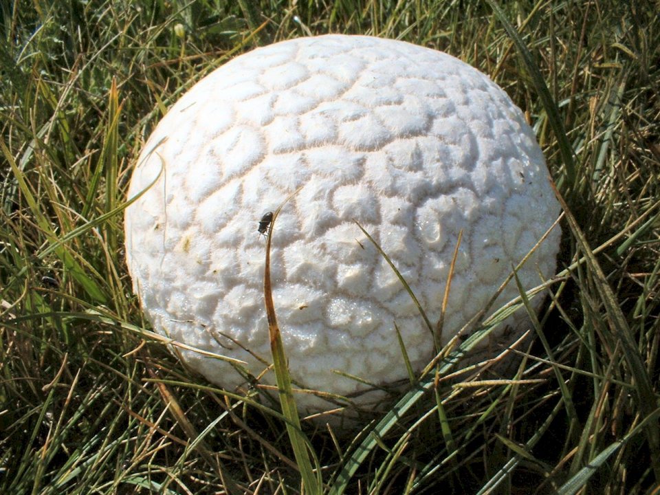 Calvatia utriformis